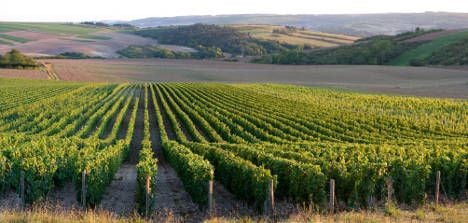 Wine growers call in help from satellites