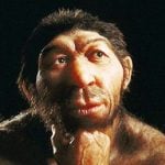 Human-Neanderthal mating was rare: study