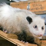 Heidi the cross-eyed opossum dead at three