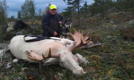 Swedish hunter fells massive albino elk
