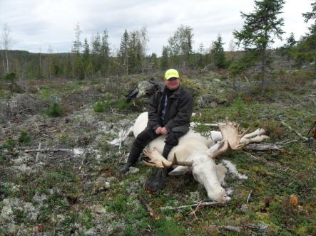 Albino elk<br>Hunter Mats Broberg with his killPhoto: Yngve Johannesson
