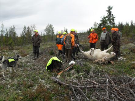 Albino elk<br>Hunting party gathered around the rare kill in the vast woods of Värmland regionPhoto: Yngve Johannesson