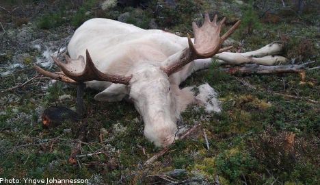 Swedish hunter fells ‘spectacular’ albino elk