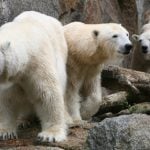 Battles erupt between Berlin’s polar bears