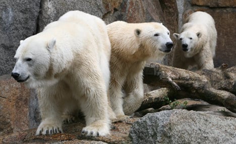Battles erupt between Berlin's polar bears