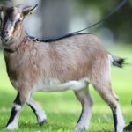 Last Bundeswehr goat gets his marching orders