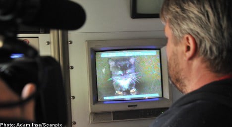 Kitty catapulted to Swedish celebrity after drainpipe drama