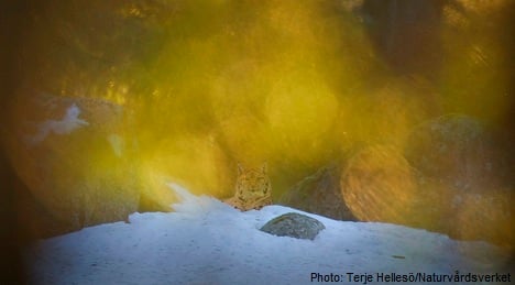 Nature snapper admits to pasting in lynx