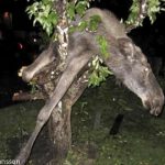 Drunken elk rescued from Swede’s apple tree