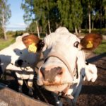EU tells Sweden to repay farm subsidy