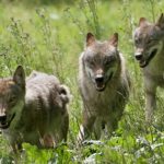 Wolves likely to spread across Germany