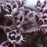 Frosty night ahead for most of Sweden