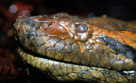 Giant python fossil found in Bavaria