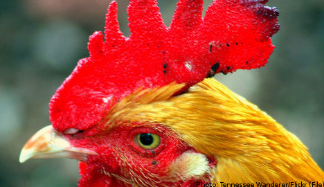 Swedish roosters bred to become lip fillers