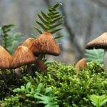 Swiss cantons bid farewell to mushroom inspector