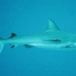 Fifth shark attack in La Réunion