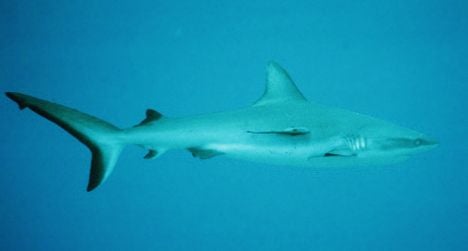 Fifth shark attack in La Réunion