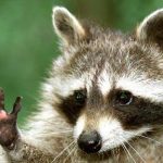 Stuck raccoon causes train delays