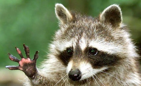 Stuck raccoon causes train delays