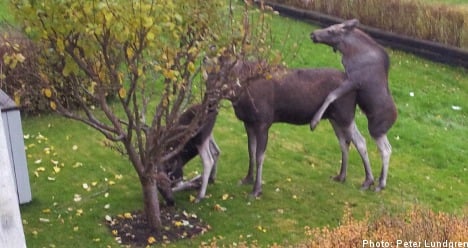 Swede shocked by backyard elk 'threesome'
