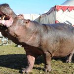 Jedi the hippo fails to use the force – and returns to the circus
