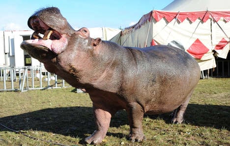 Jedi the hippo fails to use the force – and returns to the circus