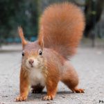 Swede given licence to kill ‘feisty’ squirrel