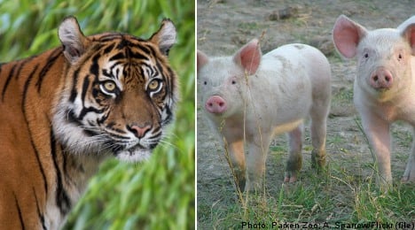 Zoo sponsor: ‘the tiger ate my piglets’