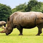 French zoo steps up rhino surveillance against poachers