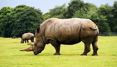 French zoo steps up rhino surveillance against poachers