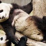 Chinese panda loan to France kept top secret