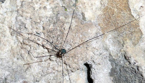 Daddy longlegs on invasion march