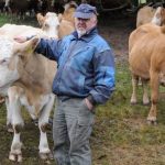 Cows can’t go home for fear of Hessian herpes