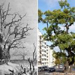 Marking the death of Sweden’s ‘TV oak’