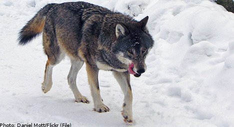 Political party wants to see Sweden's wolves 'eliminated'