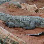 Swedish zoo bankruptcy leaves crocs ‘homeless’