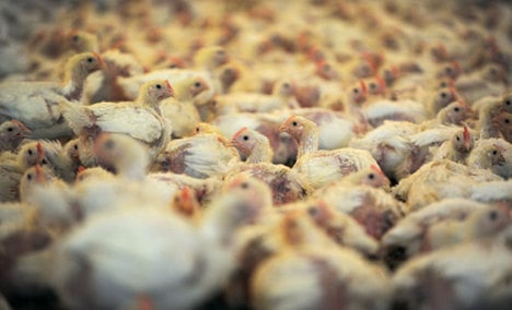 Antibiotics for poultry widespread in NRW