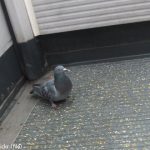 ‘Lazy’ pigeons flock to ride Stockholm metro