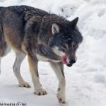 Pro-wolf politician attacked in his home