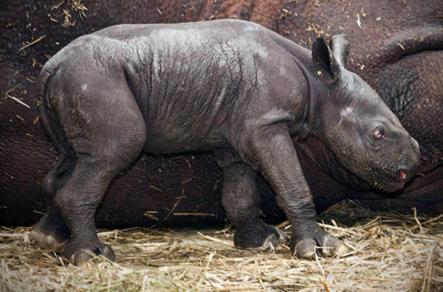 New rhino baby in Magdeburg