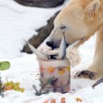The Local’s top five animal stories of 2011