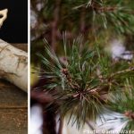 Swede fined for drunken pine tree massacre
