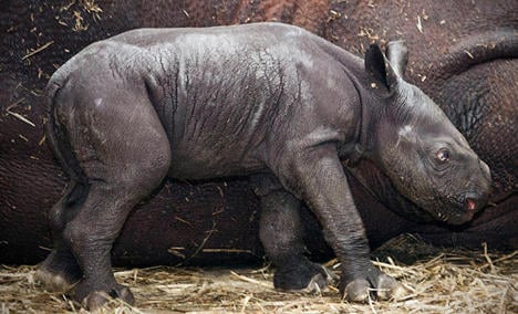 Search is on for baby rhino name
