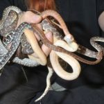 100 snakes found in Cologne hotel
