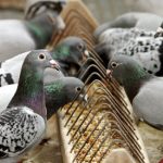 Bird-killer rips heads off homing pigeons