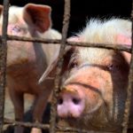 Hundreds of animals die in morning farm fire