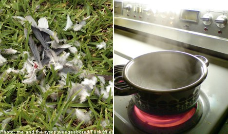 Pigeons 'beheaded and eaten' in Swede's kitchen