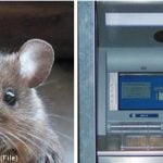 Man withdraws mouse from cash machine