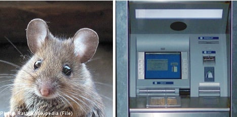 Man withdraws mouse from cash machine