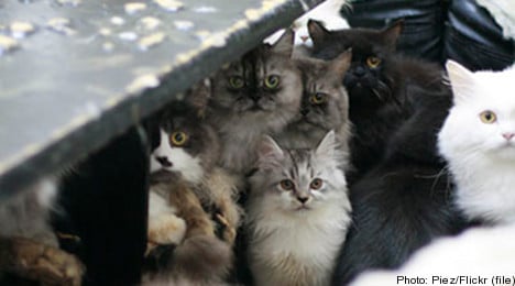 Swedish couple fined for neglecting their 53 cats